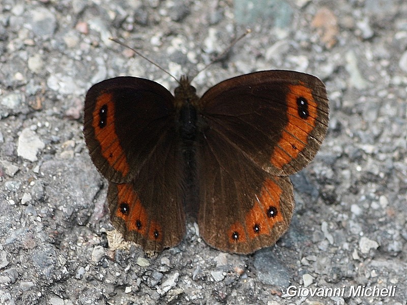 Erebia...? Erebia montana, Nymphalidae